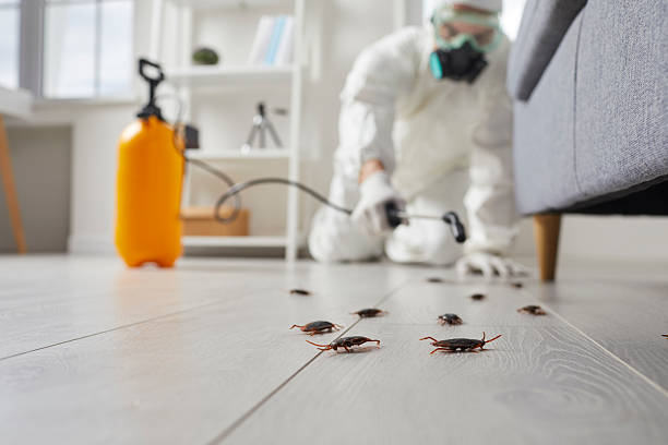 Trusted Cockroach Control service in Spearfish, SD - Nex Pest Control